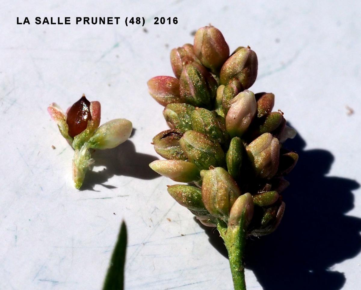 Persicaria fruit